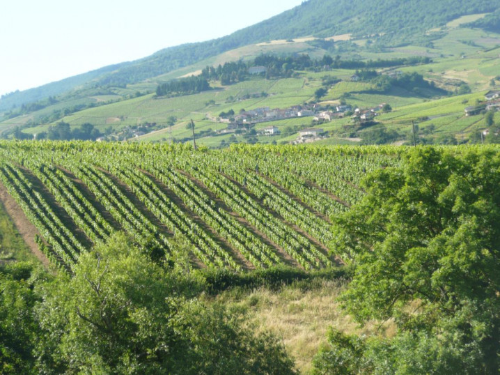 Domaine des Treilles